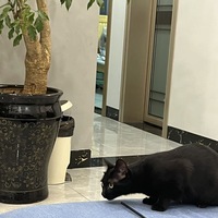 黑猫无偿领养