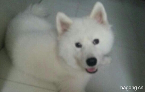 11.23晚在郑州市二七区棉纺路走失一条白色萨摩耶公犬