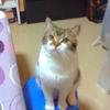 【广州】漂亮猫猫领养