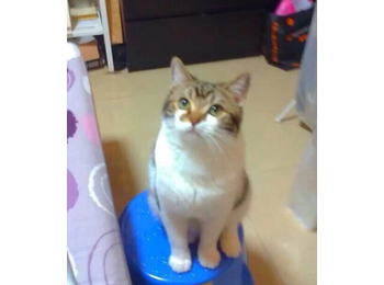 【广州】漂亮猫猫领养