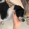 小区救下的小狗（约3-4个月），免费赠送