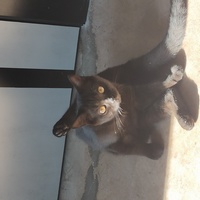 纯黑色母猫 五个月未绝育 免费送养