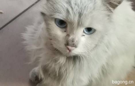 狮子猫蓝眼睛 家里已经有一只橘猫了0