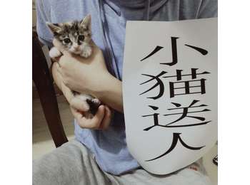 小萌猫（一个月大）求...