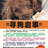 寻狗启示，8月22号下午我家泰迪...