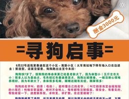 寻狗启示，8月22号下午我家泰迪...