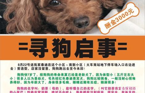 寻狗启示，8月22号下午我家泰迪...