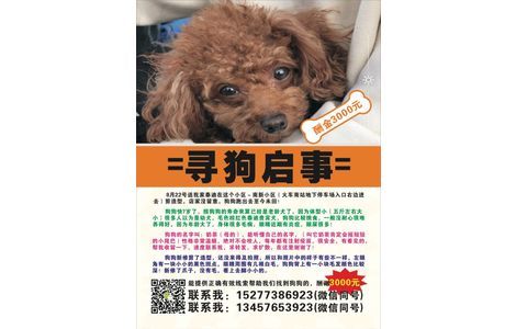 寻狗启示，8月22号下午我家泰迪...