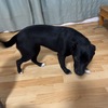 小鹿犬混血土狗