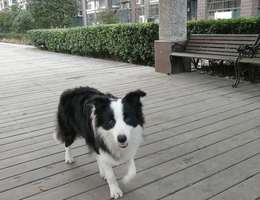 名字：阿尔法
品种：边境牧羊犬...