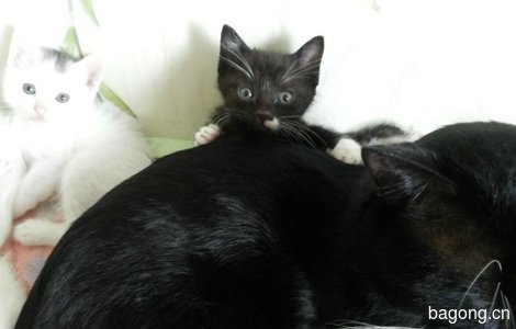 俩只小奶猫  一黑一白  活泼可爱2