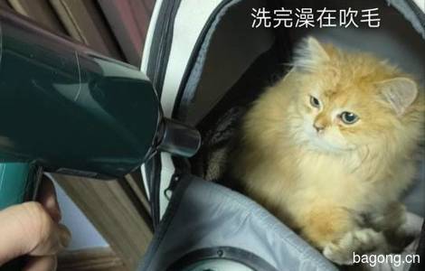 非常听话的金渐层长毛猫1