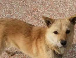 爱犬等等，黄色田园犬，公狗，两...