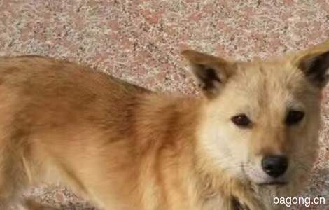 爱犬等等，黄色田园犬，公狗，两...
