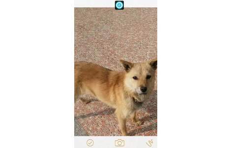 爱犬等等，黄色田园犬，公狗，两...