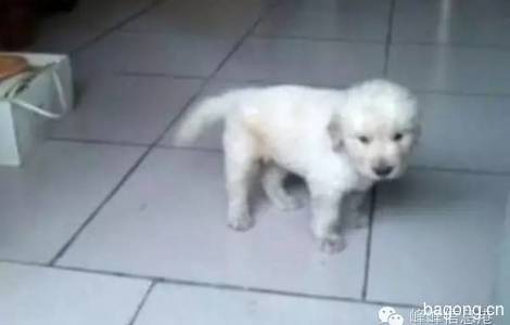 爱狗【点点】金毛犬已经五个月了...