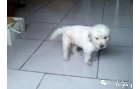 爱狗【点点】金毛犬已经五个月了...