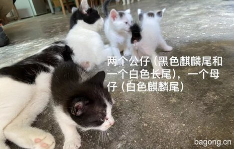 两个奶牛猫生的仔，能力有限，为...