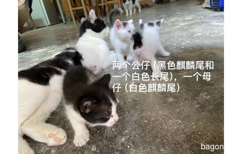 两个奶牛猫生的仔，能力有限，为...