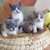 家养蓝猫蓝白曼基康矮脚猫宠物猫