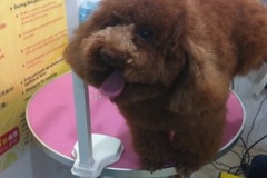 笛儿宠物3