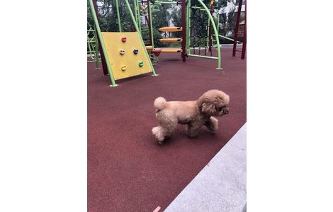 寻狗启示??????
爱犬贝贝于9.17...