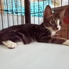 美短基因麒麟尾虎斑纹奶猫免费领养（限广州）