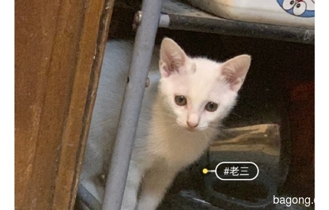 一只田园猫求领养0