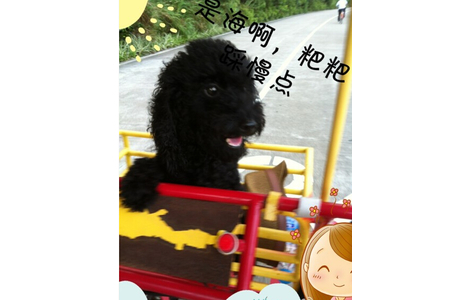 狗狗叫黑米，是个黑色贵宾MM，7.7号晚6点在深圳光明新区公明镇秋园雅苑跑丢