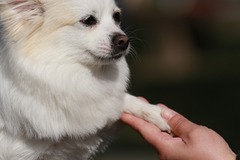 考拉宠物摄影2