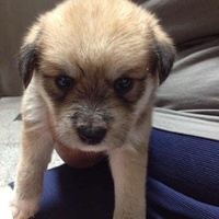 【上海黄浦免费领养】一个月大的小狗