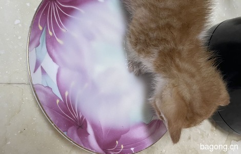 一个月流浪小猫找领养3