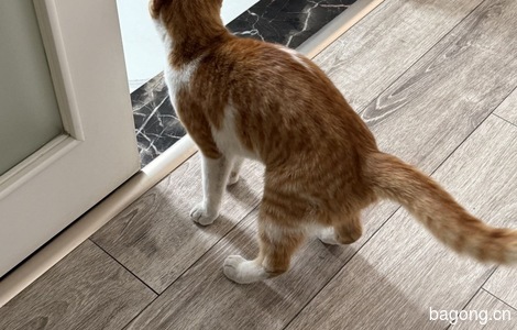 丢弃橘猫找领养4