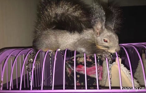 北京魔王松鼠成鼠一只，只限北京，赠送食物及生活用品1
