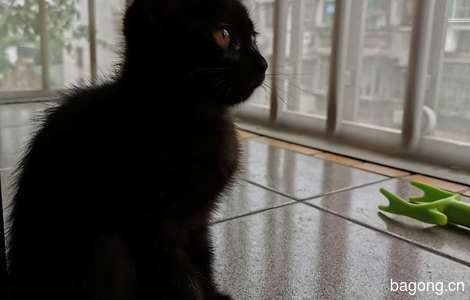 广州西村附近三个月小黑家猫求领养1