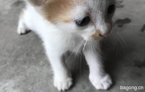 家里的老猫生的小猫5