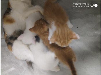 家里猫生了四只小猫，...