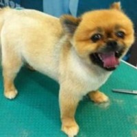 YUYU爱宠屋 封面小图