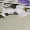 公狸花猫送养