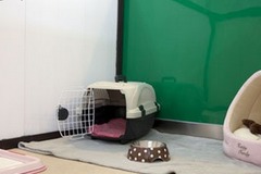The DOG Square LOUIS5