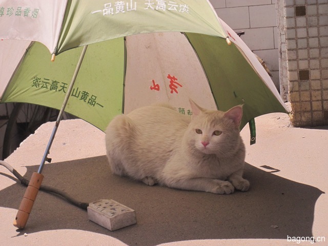 外面太阳毒辣辣的晒，大伞底下好乘凉，嘻，嘻。。
