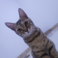 狸花猫，中华田园猫