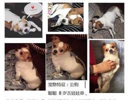 寻狗启示，爱犬聪聪于2016年12月...