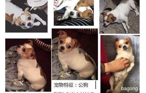 寻狗启示，爱犬聪聪于2016年12月...