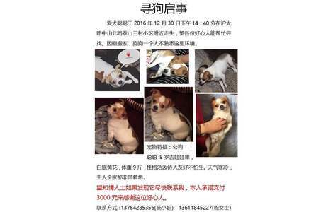 寻狗启示，爱犬聪聪于2016年12月...