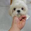 马尔济斯犬