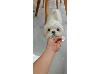 马尔济斯犬