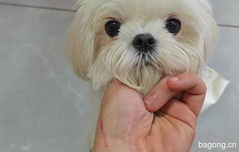 马尔济斯犬0