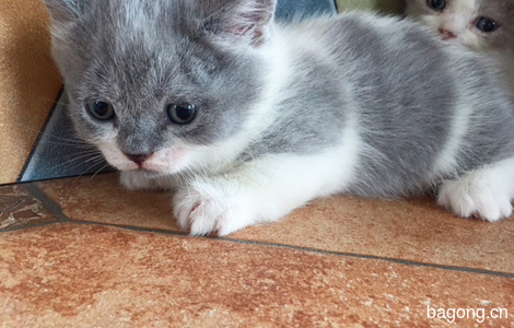 家养蓝猫蓝白曼基康矮脚猫宠物猫3