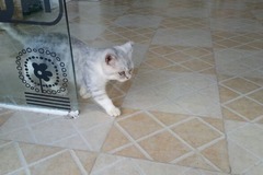 彩虹猫屋3